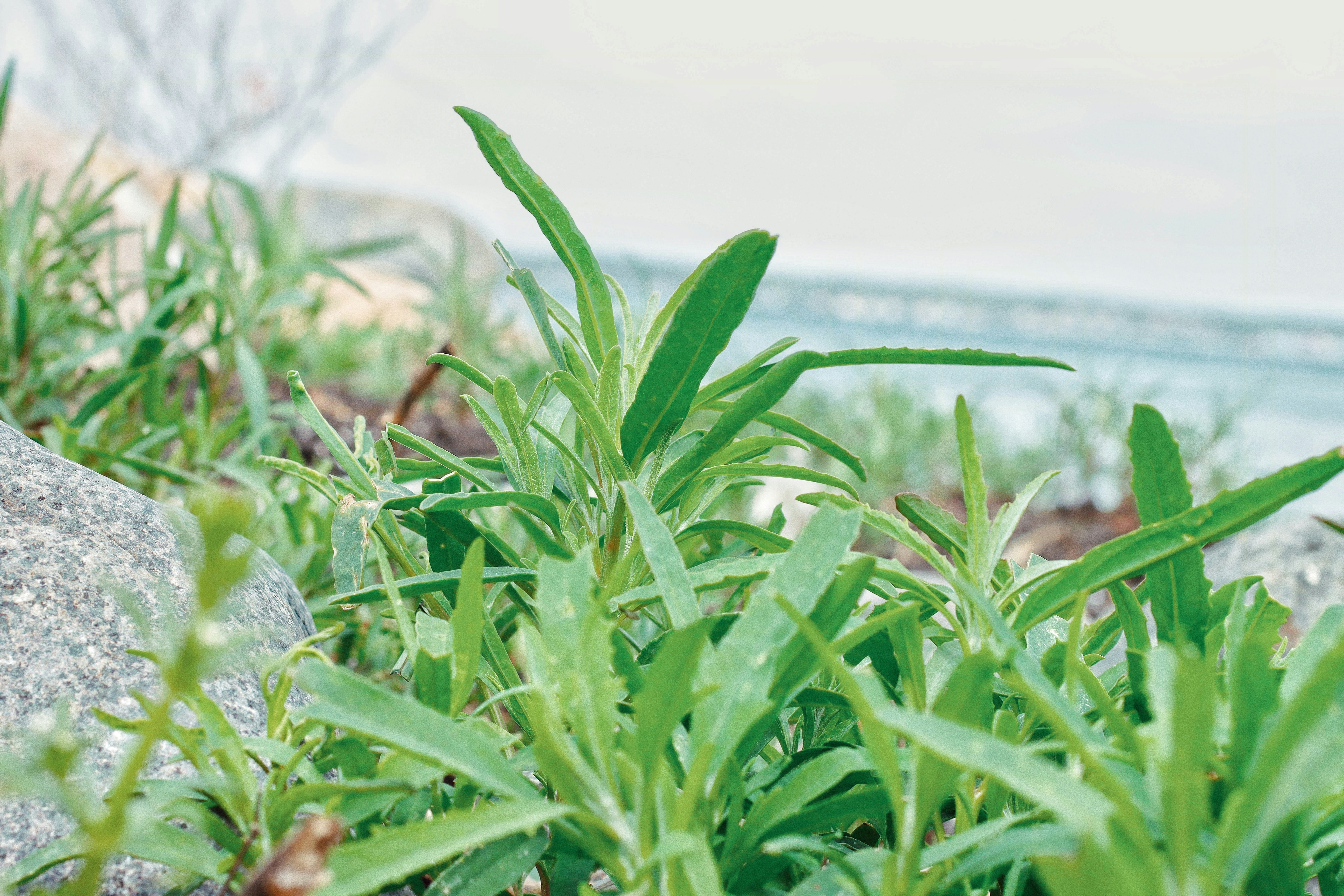 Sea beet at the shore