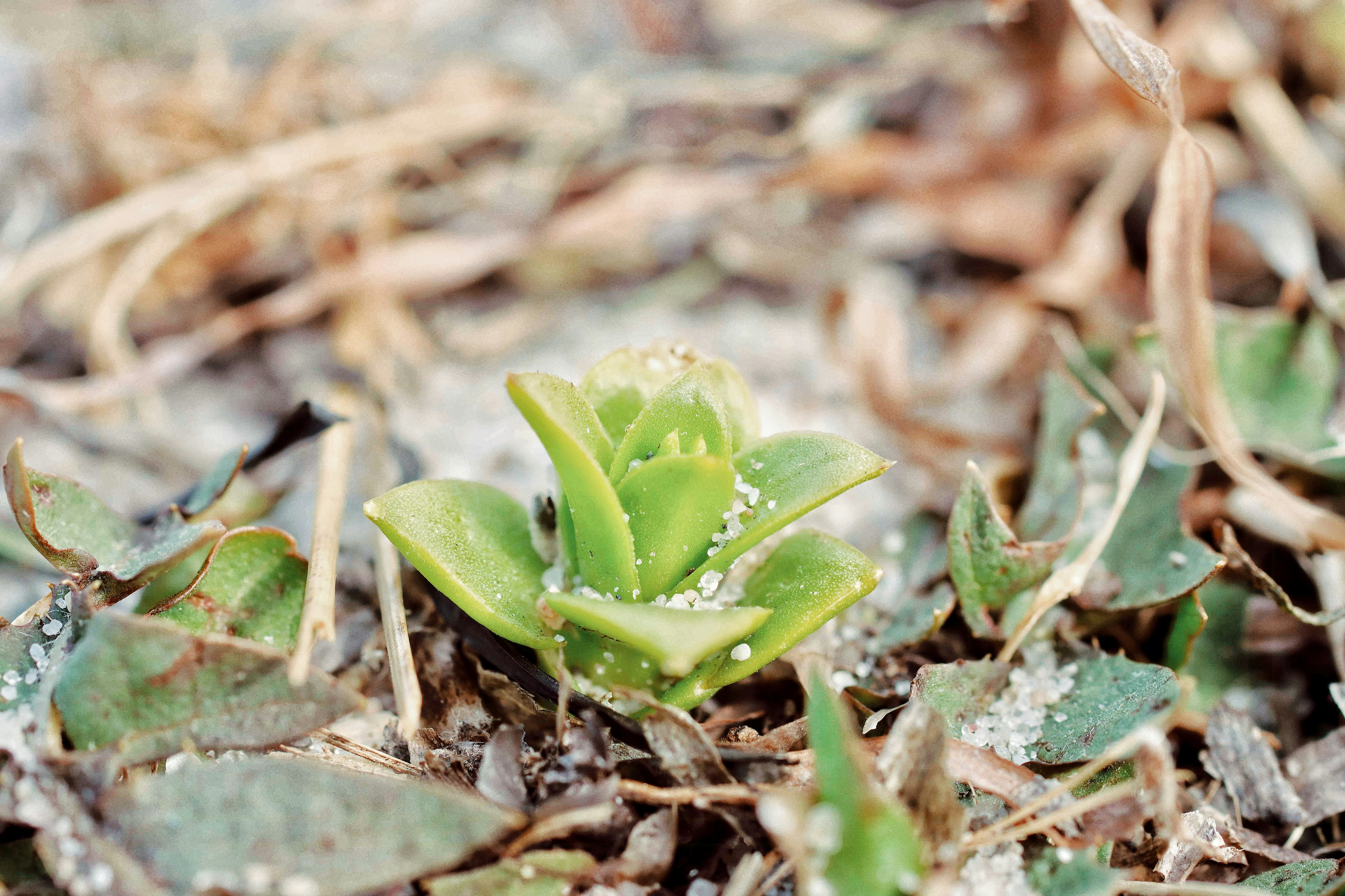 Sea sandwort in spring