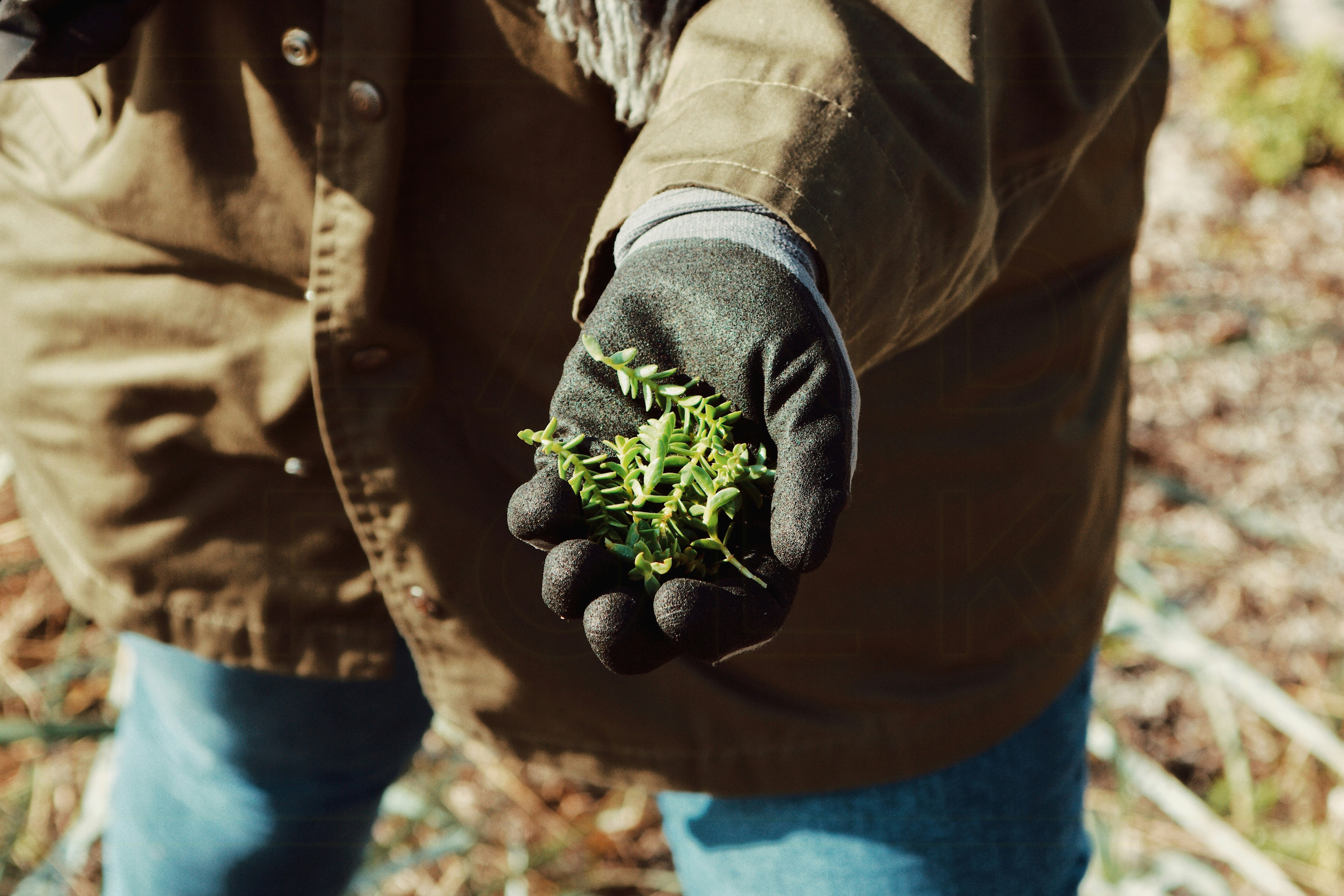 Sea sandwort in fall