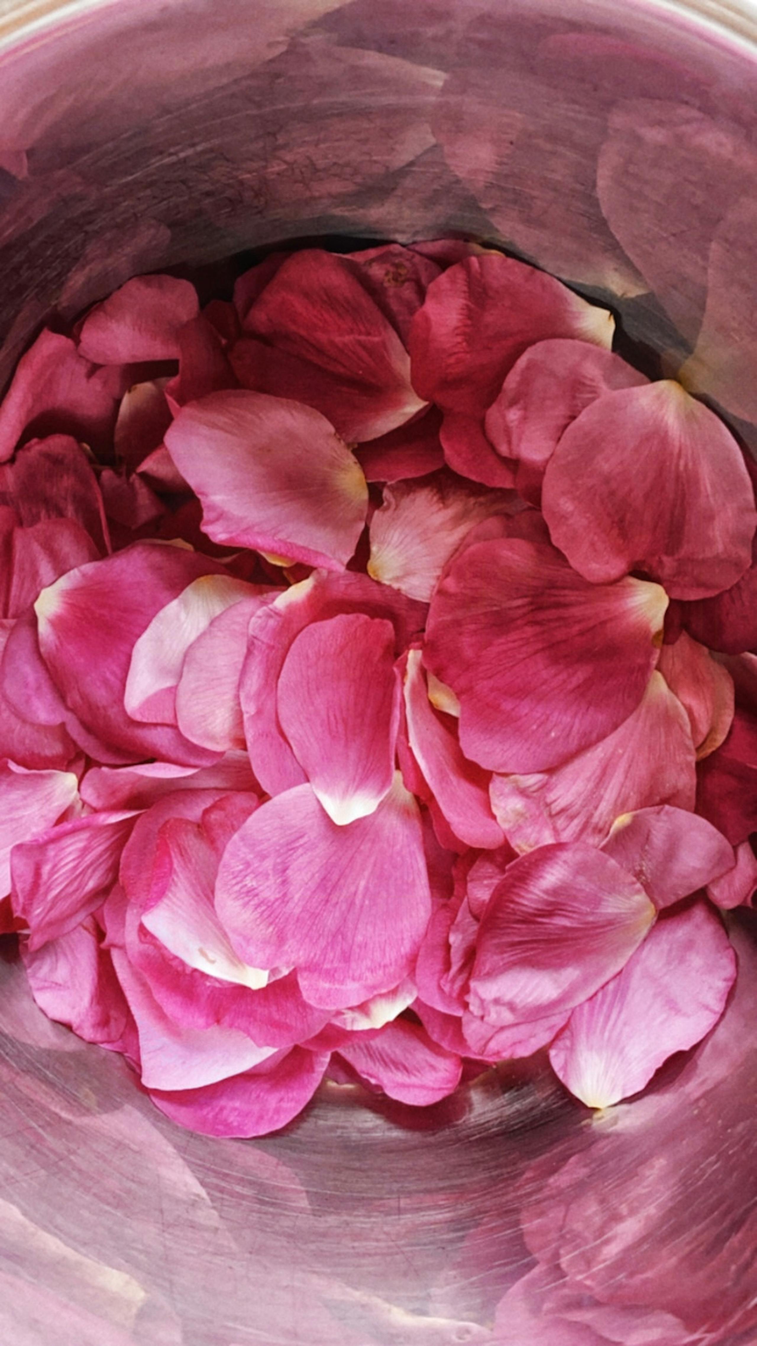 Nina fra sanketure.dk deler sin yndlingsopskrift på hybenrosesirup