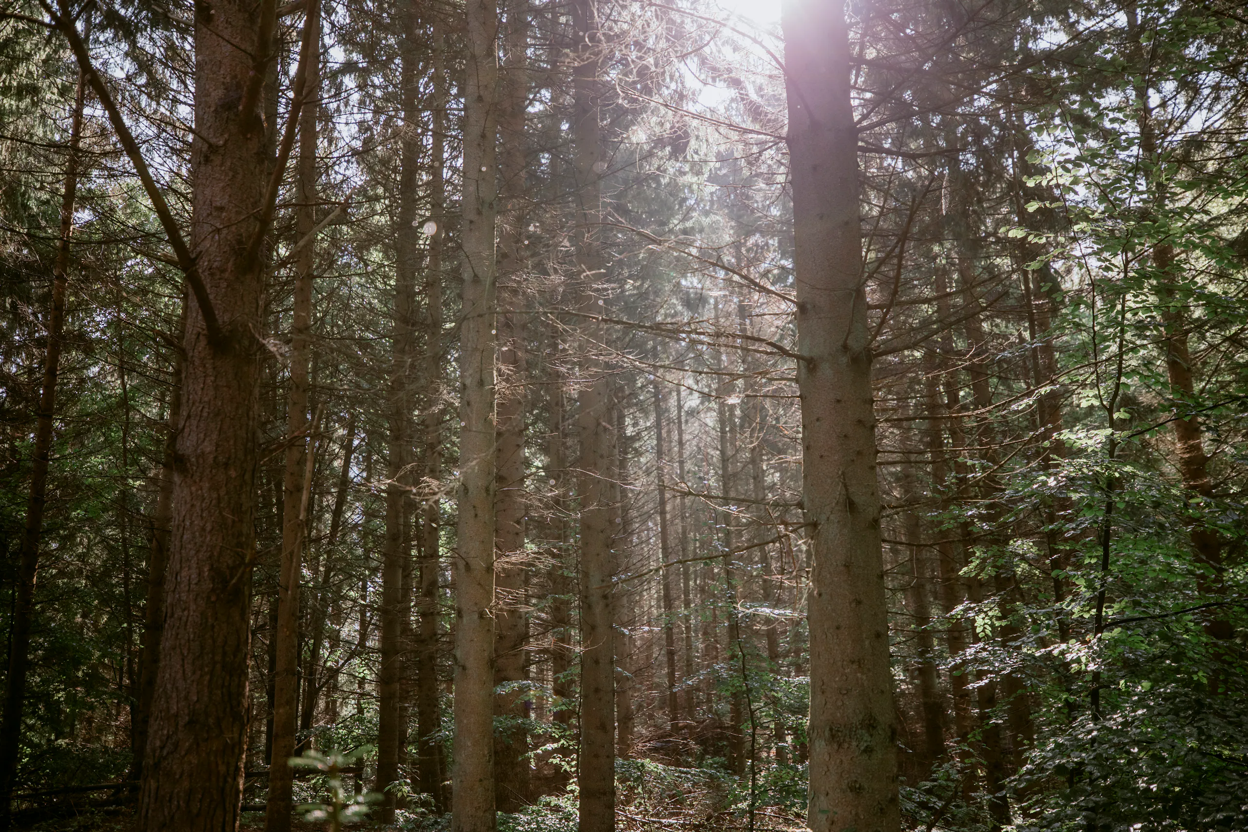 Skov